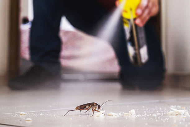 Best Wasp Removal Services  in Kemmerer, WY